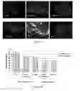 Fig. 256 - Microcarriers for Stem Cell Culture