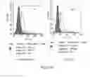 Fig. 264 - Microcarriers for Stem Cell Culture