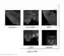 Fig. 272 - Microcarriers for Stem Cell Culture