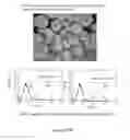 Fig. 278 - Microcarriers for Stem Cell Culture