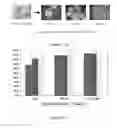 Fig. 284 - Microcarriers for Stem Cell Culture
