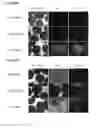 Fig. 57 - Microcarriers for Stem Cell Culture