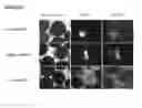 Fig. 58 - Microcarriers for Stem Cell Culture