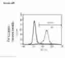 Fig. 62 - Microcarriers for Stem Cell Culture