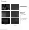 Fig. 71 - Microcarriers for Stem Cell Culture