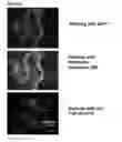 Fig. 78 - Microcarriers for Stem Cell Culture
