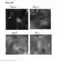 Fig. 83 - Microcarriers for Stem Cell Culture