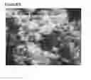Fig. 86 - Microcarriers for Stem Cell Culture