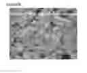 Fig. 87 - Microcarriers for Stem Cell Culture