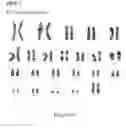 Fig. 95 - Microcarriers for Stem Cell Culture