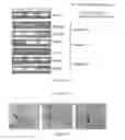 Fig. 98 - Microcarriers for Stem Cell Culture