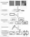 Fig. 01 - Metagenomic Functional Selection