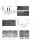 Fig. 02 - Endothelial cells expressing adenovirus E4ORF1 and methods of use thereof