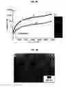 Fig. 06 - Method for creating intracellular artificial nanostructures in situ