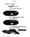 Fig. 09 - Method for creating intracellular artificial nanostructures in situ