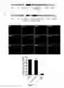 Fig. 06 - METHOD AND KIT FOR EFFICIENT REPROGRAMMING OF SOMATIC CELLS