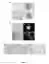 Fig. 07 - METHOD AND KIT FOR EFFICIENT REPROGRAMMING OF SOMATIC CELLS