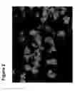Fig. 03 - Undifferentiated Stem Cell Culture Systems