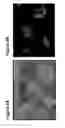 Fig. 06 - Undifferentiated Stem Cell Culture Systems
