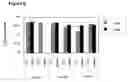 Fig. 08 - Undifferentiated Stem Cell Culture Systems