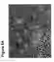 Fig. 10 - Undifferentiated Stem Cell Culture Systems