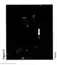 Fig. 12 - Undifferentiated Stem Cell Culture Systems