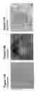 Fig. 16 - Undifferentiated Stem Cell Culture Systems