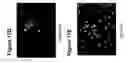 Fig. 20 - Undifferentiated Stem Cell Culture Systems