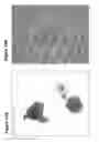 Fig. 22 - Undifferentiated Stem Cell Culture Systems