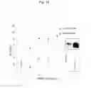 Fig. 06 - Method for maintaining pluripotency in cells