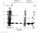 Fig. 06 - Solid substrate comprising array of dendrons and methods for using the same