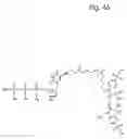 Fig. 49 - Macromolecular nucleotide compounds and methods for using the same
