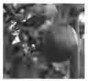 Fig. 01 - 'Campbell Jonathan'