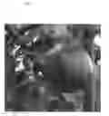 Fig. 02 - 'Campbell Jonathan'