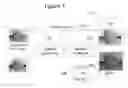 Fig. 09 - Embedding and decoding three-dimensional watermarks into stereoscopic images