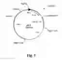 Fig. 02 - Method of cancer treatment
