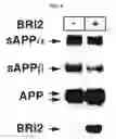 Fig. 07 - Effect of Bri Proteins on Ass Production