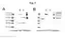 Fig. 04 - COMPOSITIONS AND METHODS FOR BLOOD-BRAIN BARRIER DELIVERY OF ORGANOPHOSPHATASES