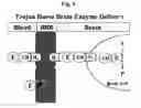Fig. 09 - COMPOSITIONS AND METHODS FOR BLOOD-BRAIN BARRIER DELIVERY OF ORGANOPHOSPHATASES