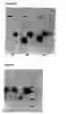 Fig. 25 - Method for predicting cancer and other diseases
