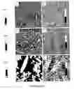 Fig. 07 - Layer-by-layer assemblies having preferential alignment of deposited axially anisotropic species and methods for preparation and use thereof