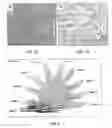 Fig. 08 - Layer-by-layer assemblies having preferential alignment of deposited axially anisotropic species and methods for preparation and use thereof