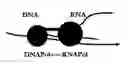 Fig. 01 - NUCLEIC ACID MEMORY DEVICE