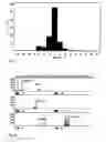 Fig. 03 - Allele Detection