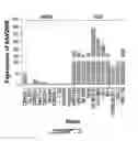 Fig. 09 - RELIABLE DETECTION OF VANCOMYCIN-INTERMEDIATE STAPHYLOCOCCUS AUREUS