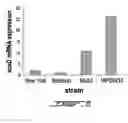 Fig. 12 - RELIABLE DETECTION OF VANCOMYCIN-INTERMEDIATE STAPHYLOCOCCUS AUREUS