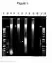 Fig. 02 - STABILIZING COMPOSITIONS AND METHODS FOR EXTRACTION OF RIBONUCLEIC ACID