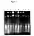 Fig. 09 - STABILIZING COMPOSITIONS AND METHODS FOR EXTRACTION OF RIBONUCLEIC ACID