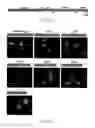 Fig. 02 - NUCLEAR LOCALIZATION SIGNAL OF LENTIVIRAL INTEGRASE AND METHOD OF USE THEREOF