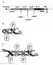 Fig. 01 - Multivalent antibody constructs